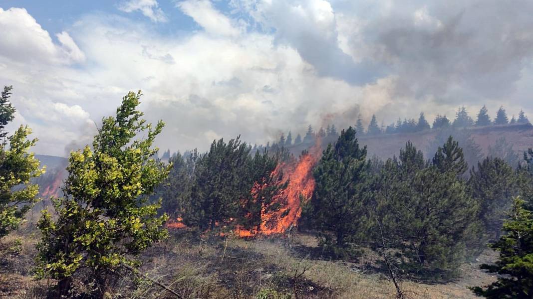 Ağaçlandırma sahasındaki yangın, erken müdahaleyle söndürüldü 10